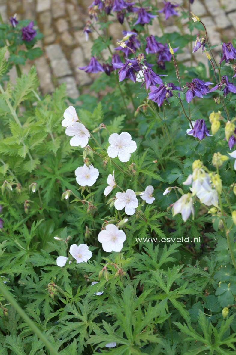 Geranium clarkei 'Kashmir White'