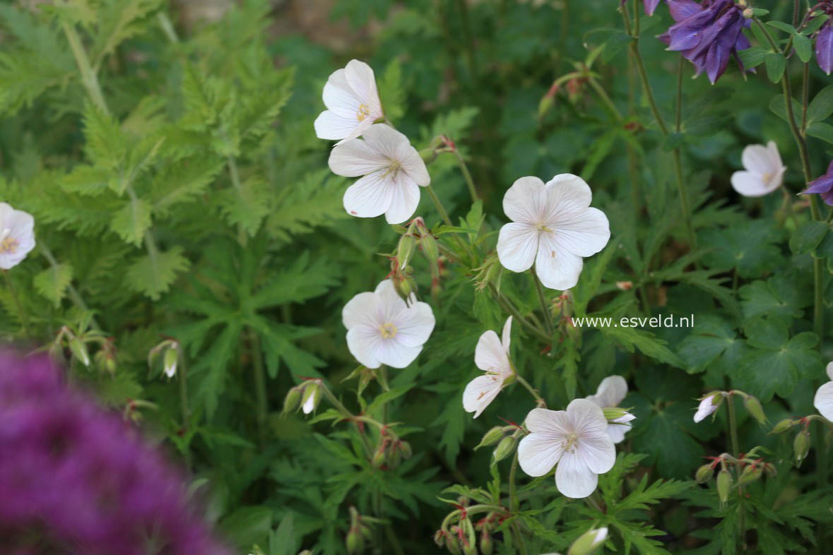 Geranium clarkei 'Kashmir White'