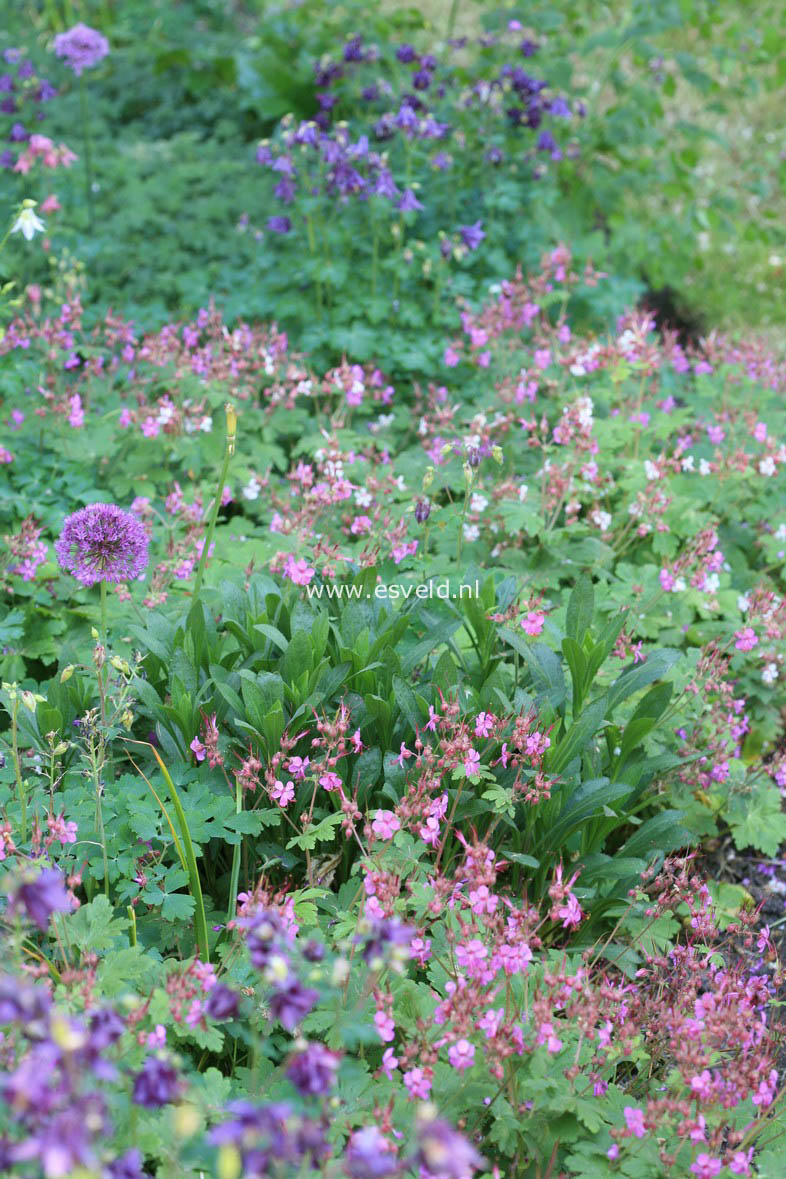 Geranium macrorrhizum 'Czakor'