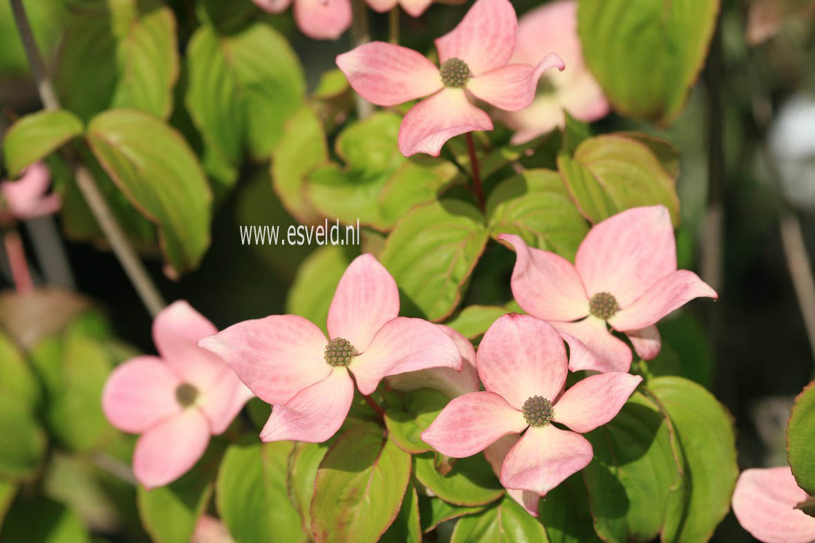 Cornus kousa 'Satomi'