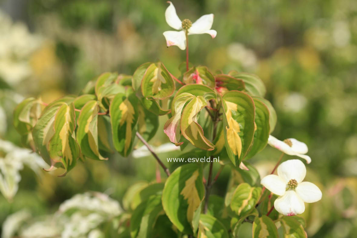 Cornus kousa 'Gold Star'