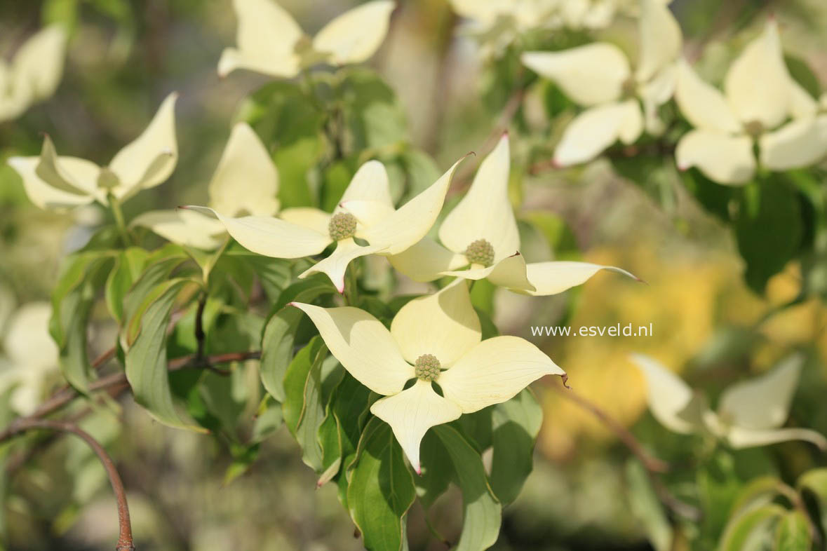 Cornus kousa