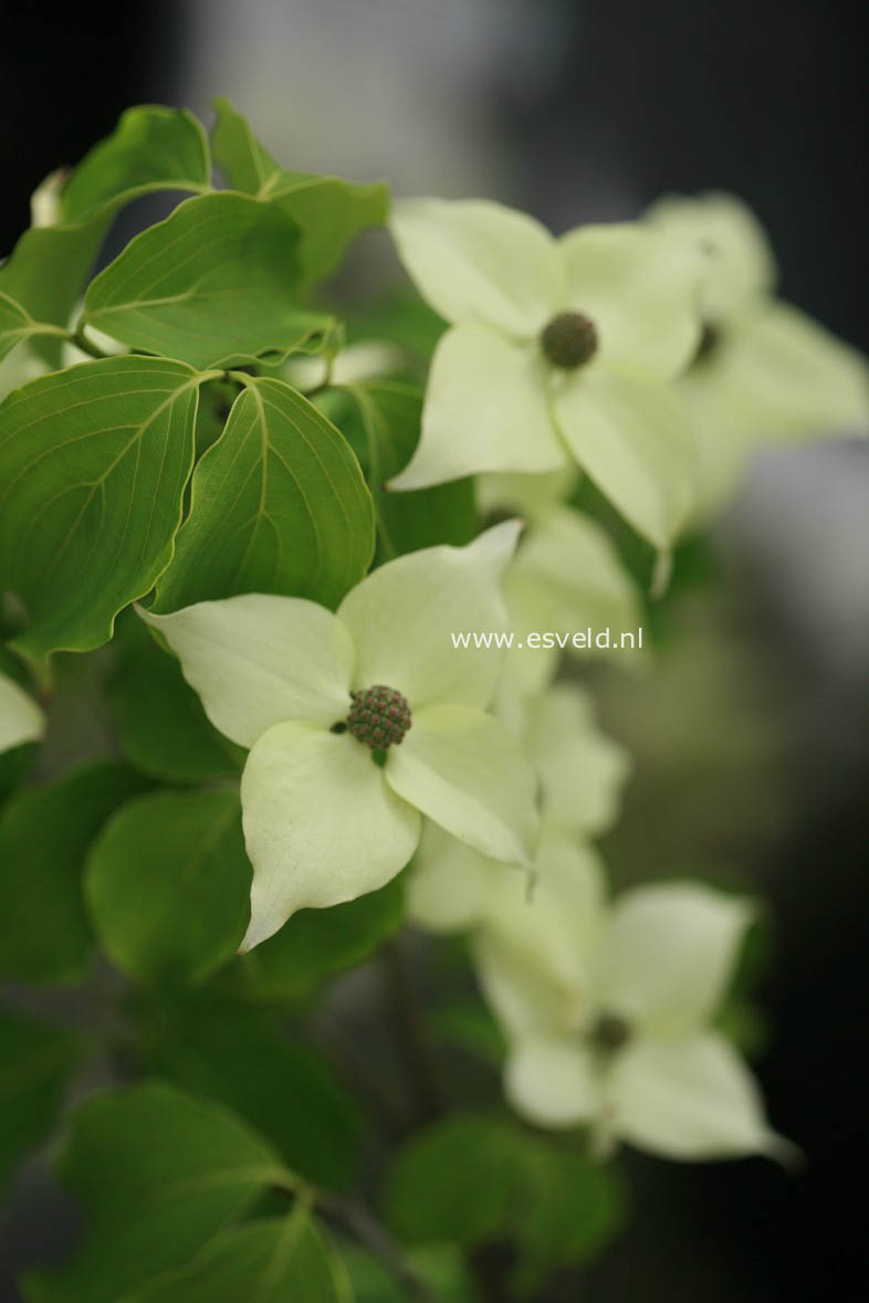 Cornus kousa 'Cherokee'