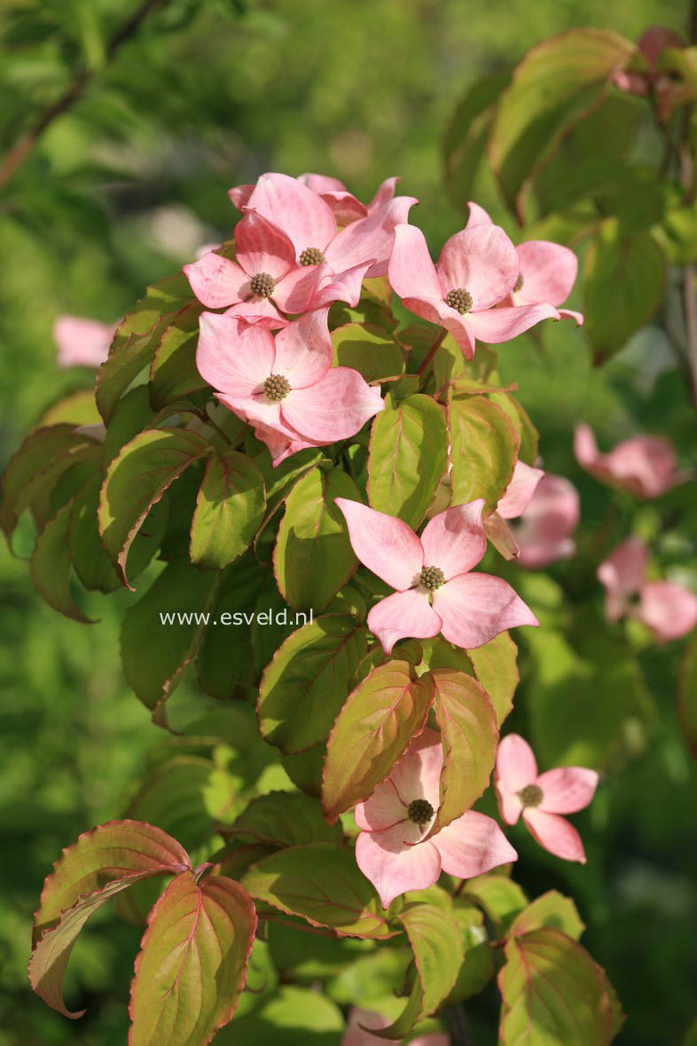 Cornus kousa 'Rosea'