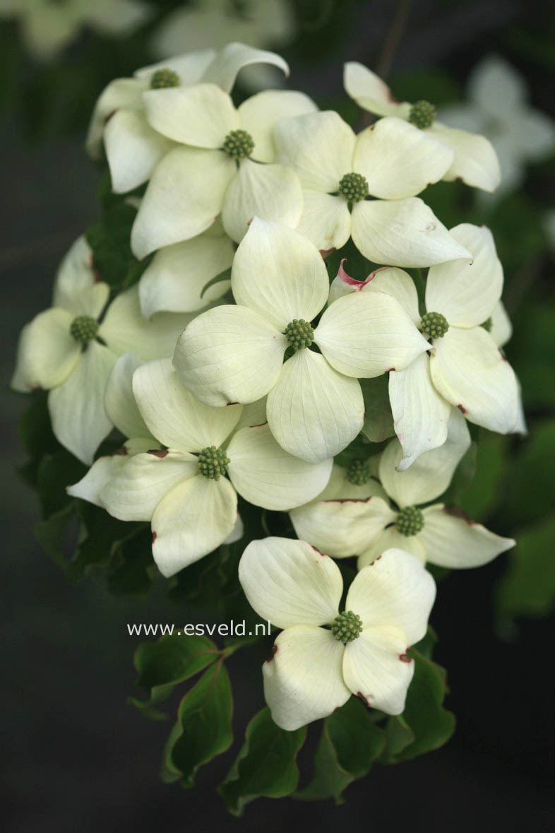 Cornus kousa 'National'