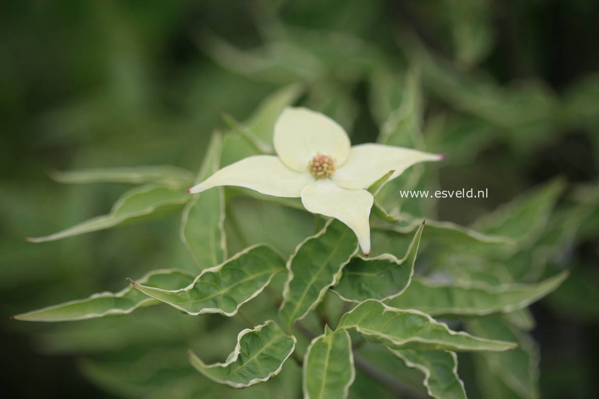 Cornus kousa 'Peve Foggy'