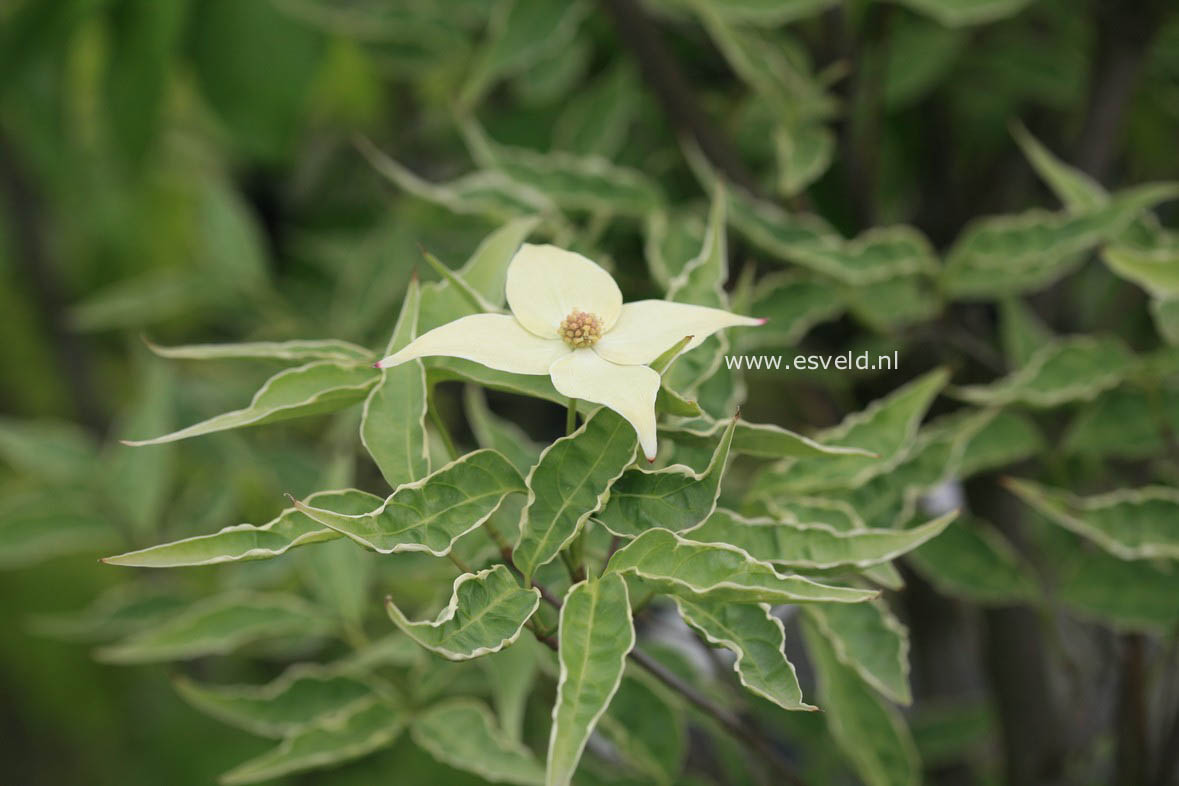 Cornus kousa 'Peve Foggy'