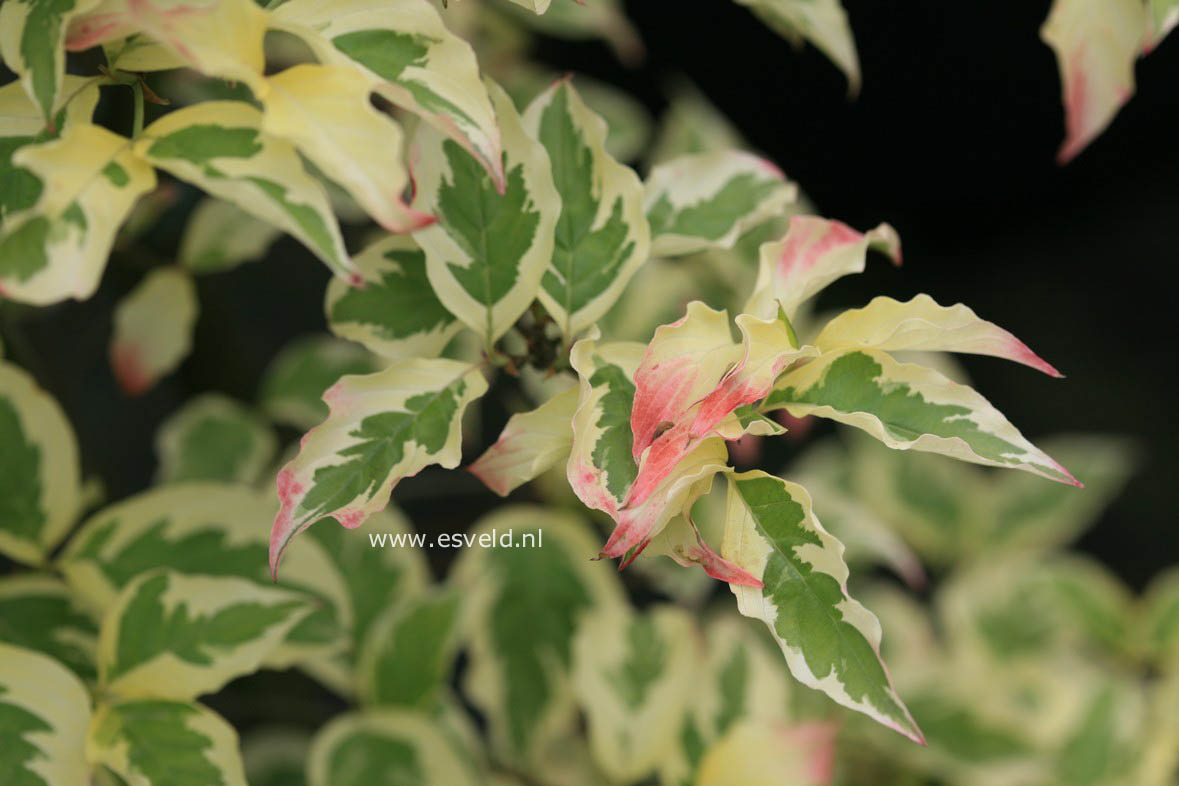 Cornus florida