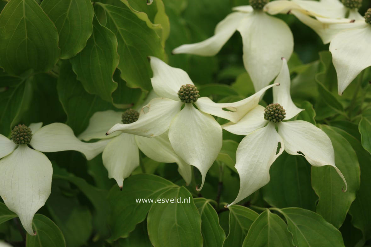 Cornus kousa 'Nicole'