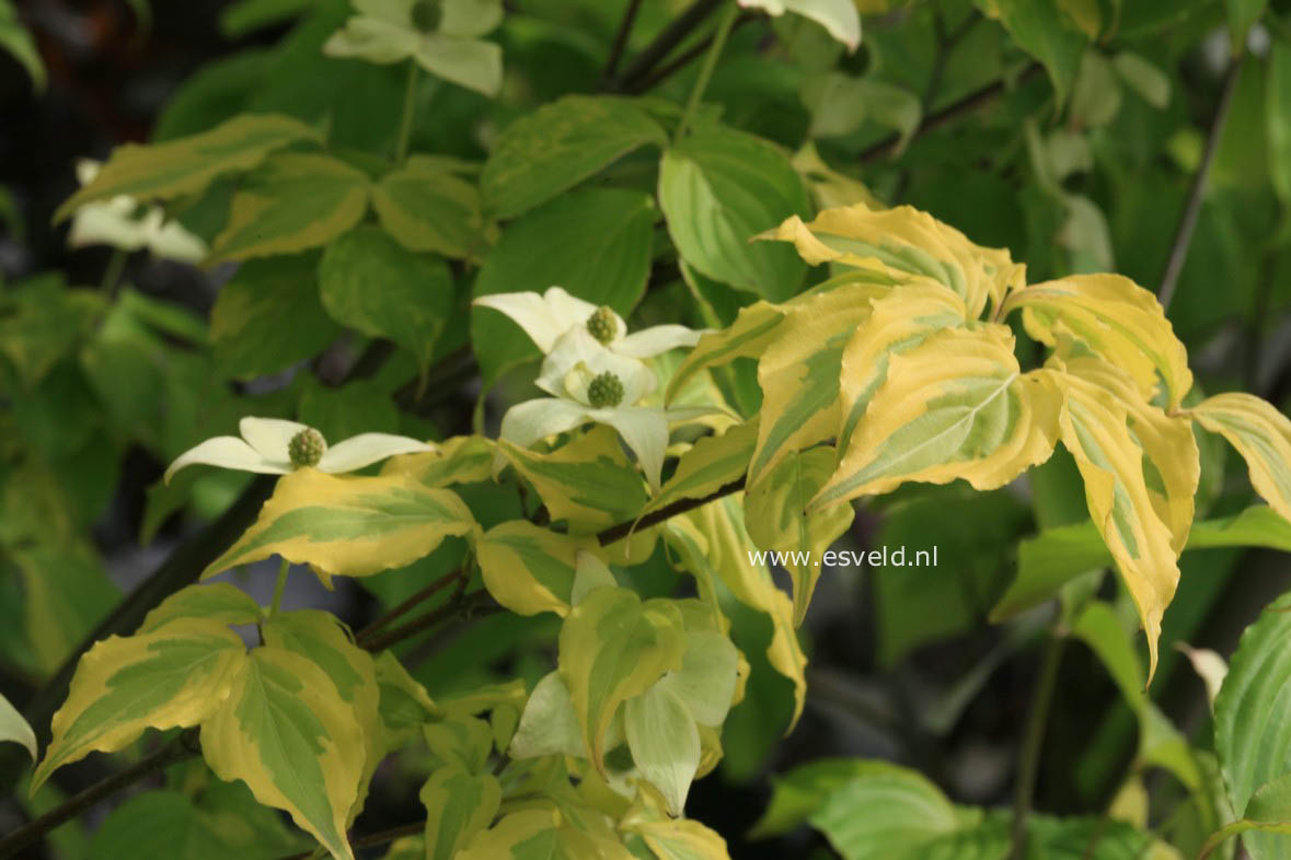 Cornus kousa 'Annelies'