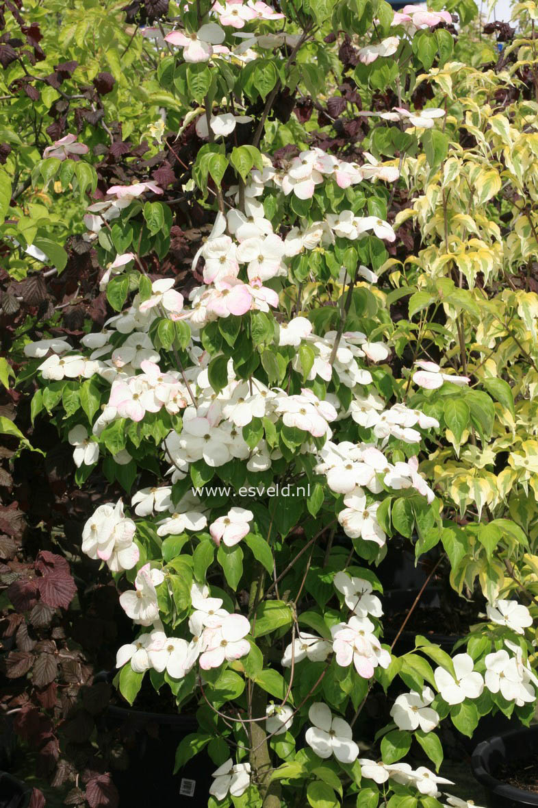 Cornus 'Rutdan' (CELESTIAL / GALAXY)