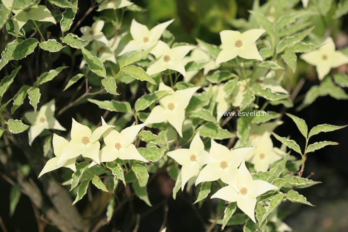 Cornus kousa 'Peve Foggy'