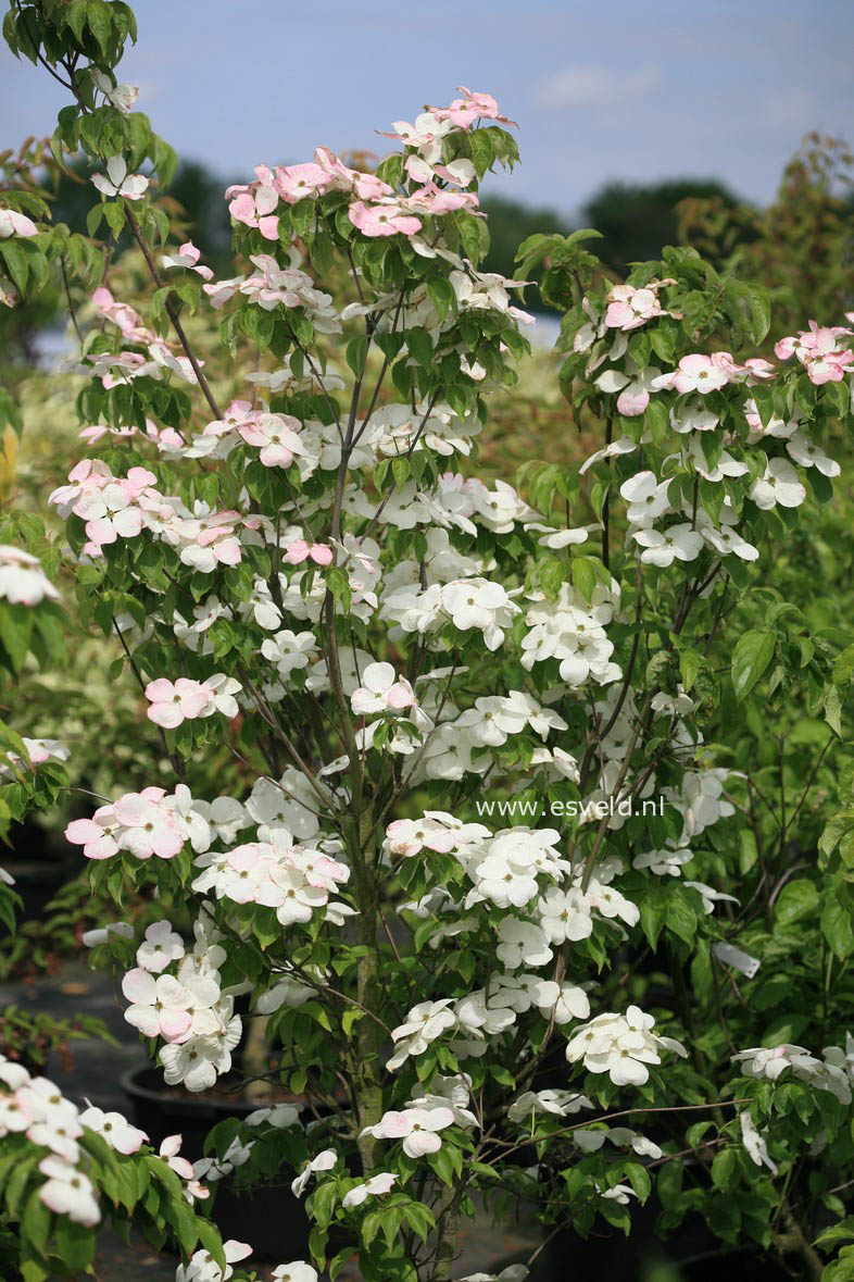 Cornus 'Rutdan' (CELESTIAL / GALAXY)