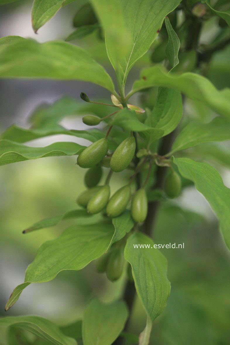 Cornus mas 'Jolico'