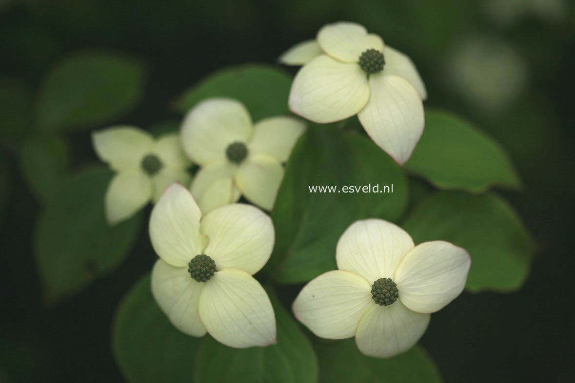 Cornus kousa 'Madame Butterfly'