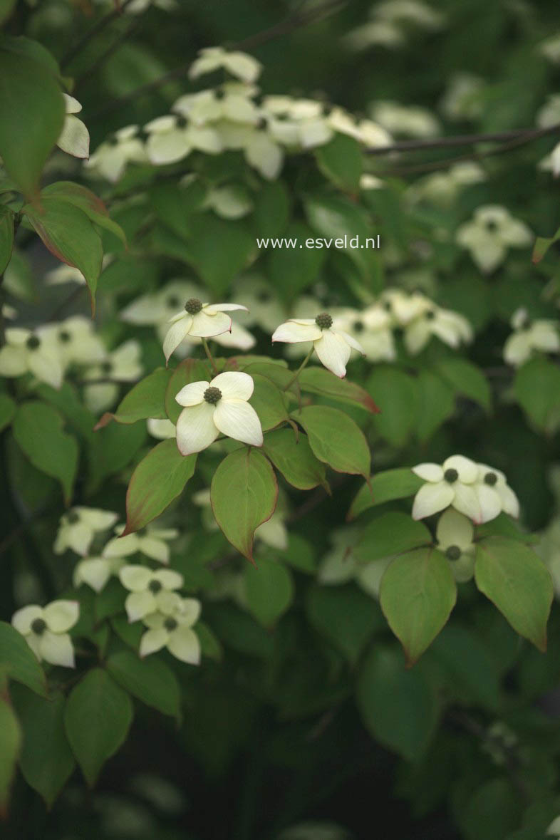 Cornus kousa 'Madame Butterfly'