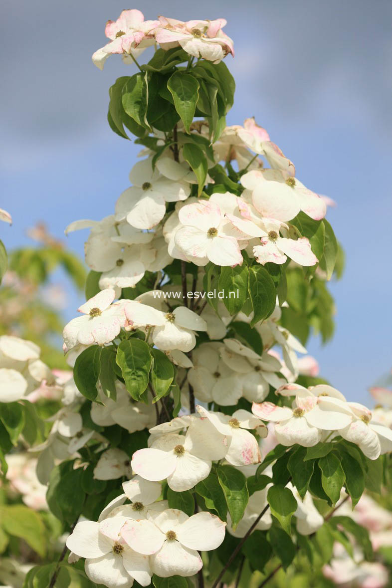 Cornus 'Rutban' (AURORA)