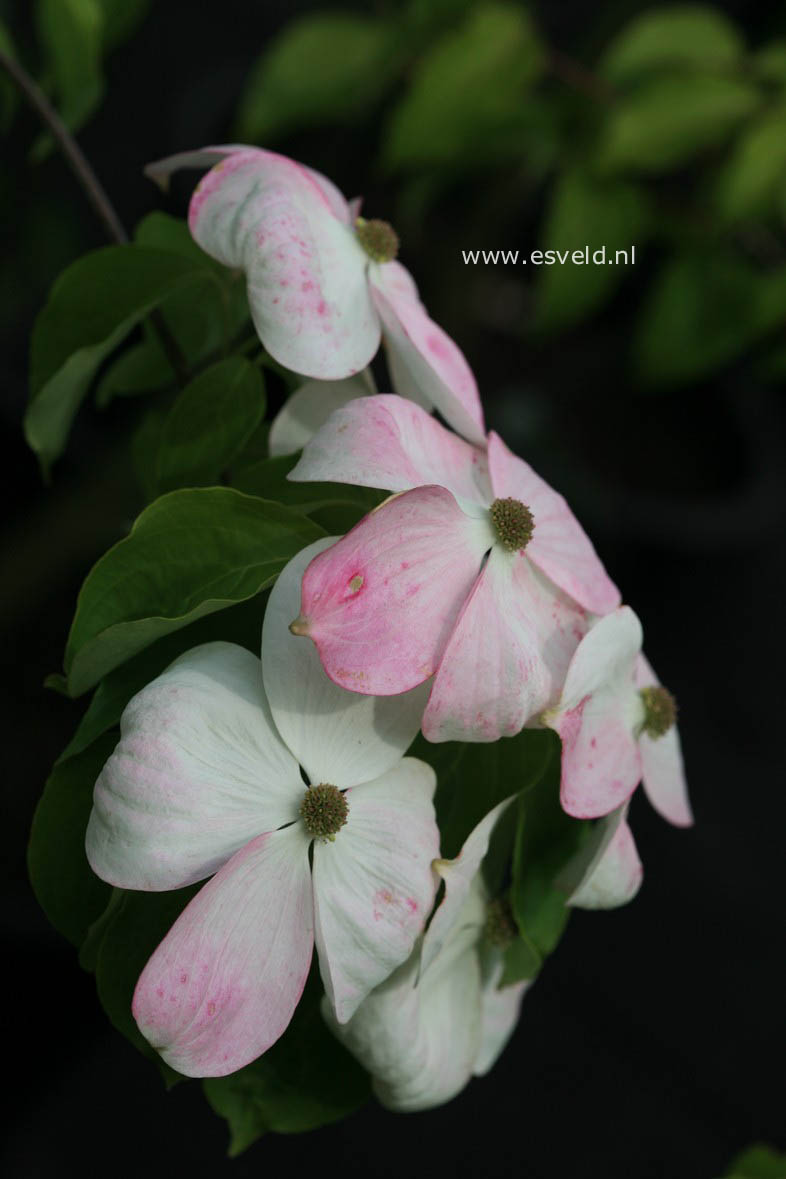 Cornus 'Rutdan' (CELESTIAL / GALAXY)