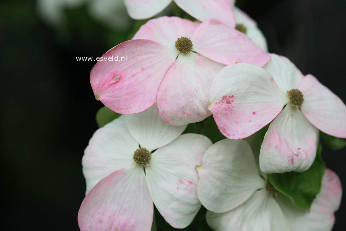 Cornus 'Rutdan' (CELESTIAL / GALAXY)