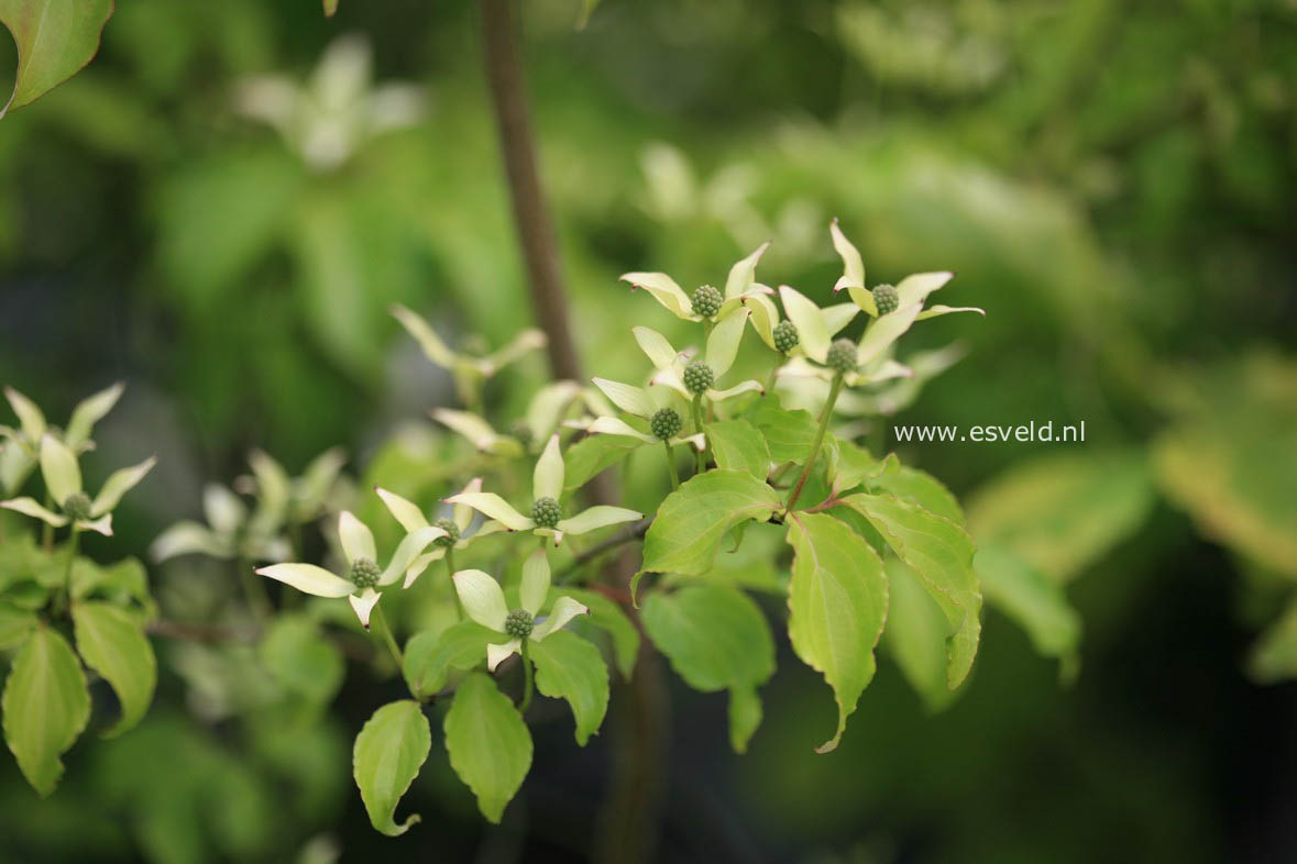 Cornus kousa 'Tsukuba no mine'