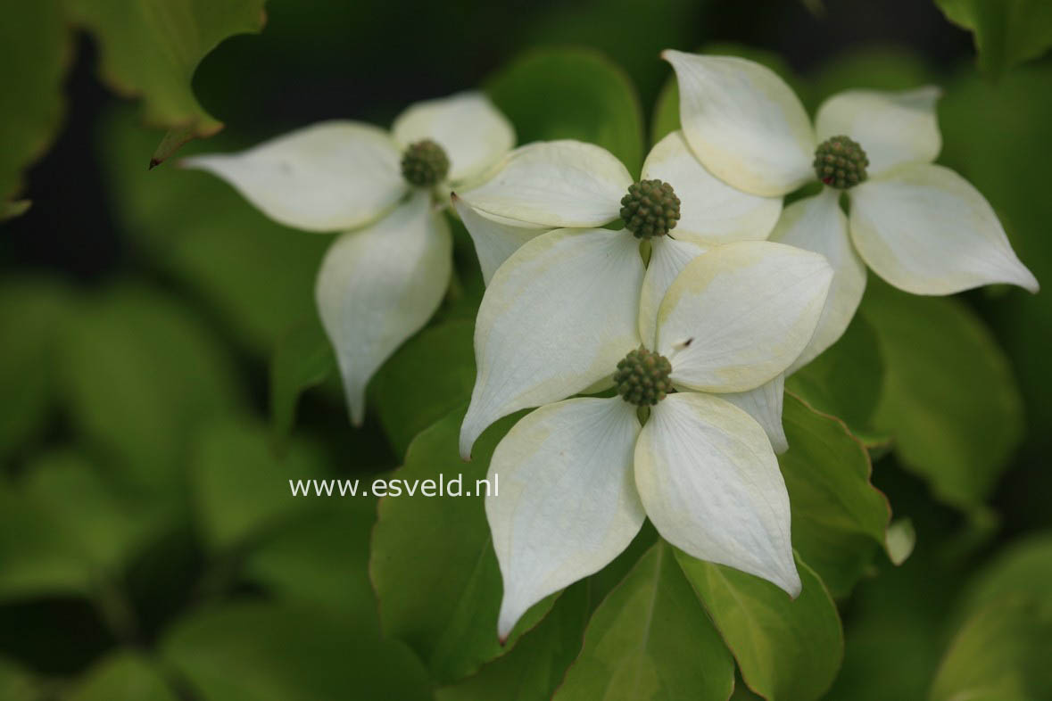 Cornus kousa