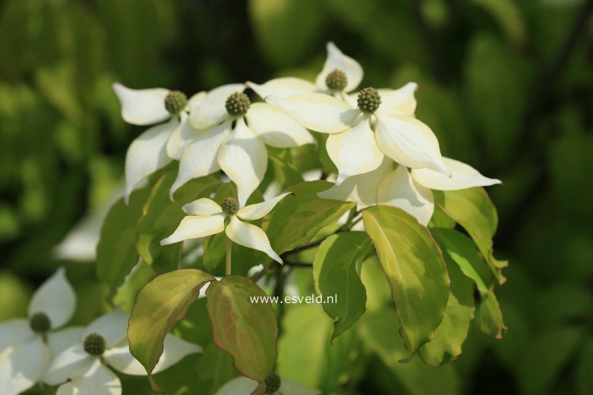 Cornus kousa