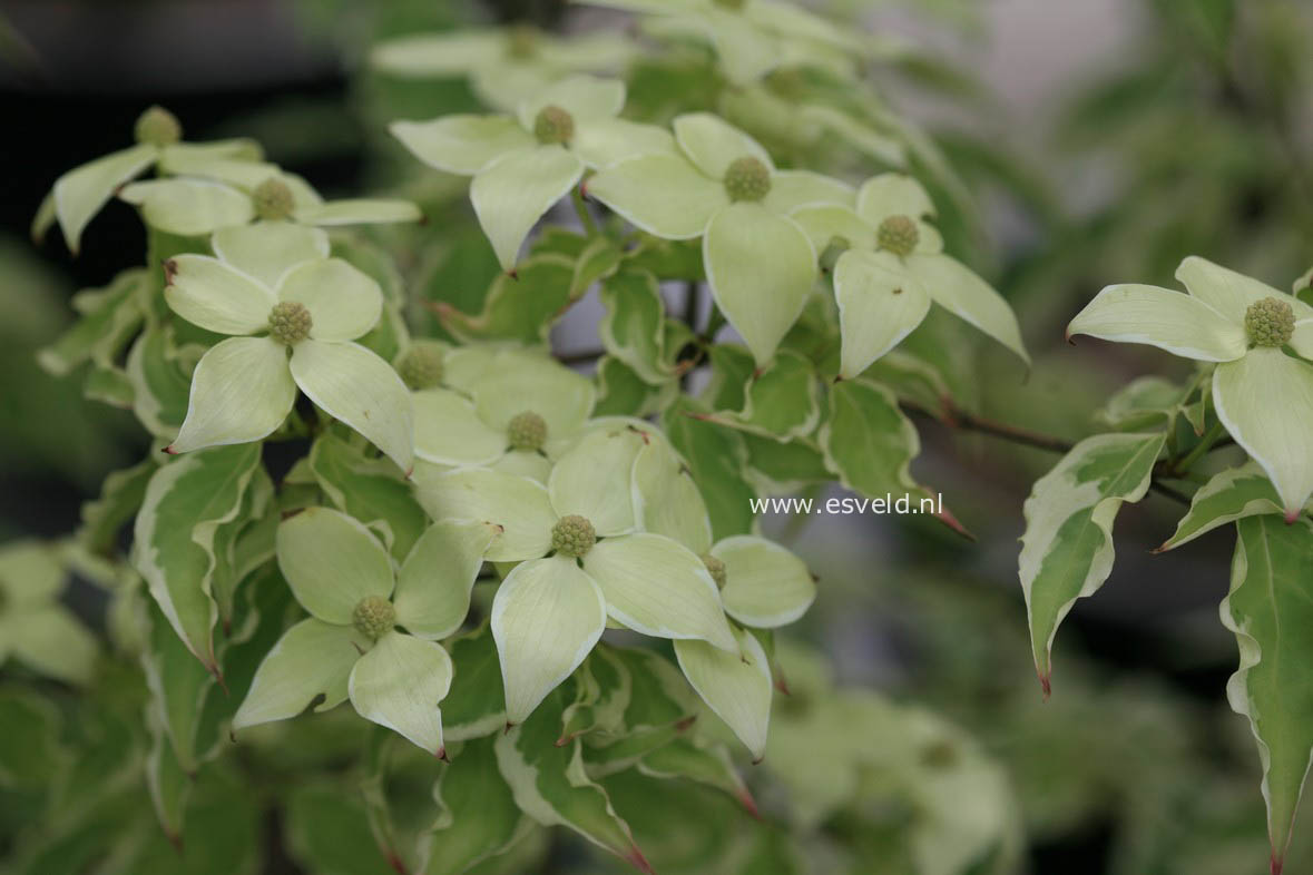 Cornus kousa 'Samzam' (SAMARITAN)