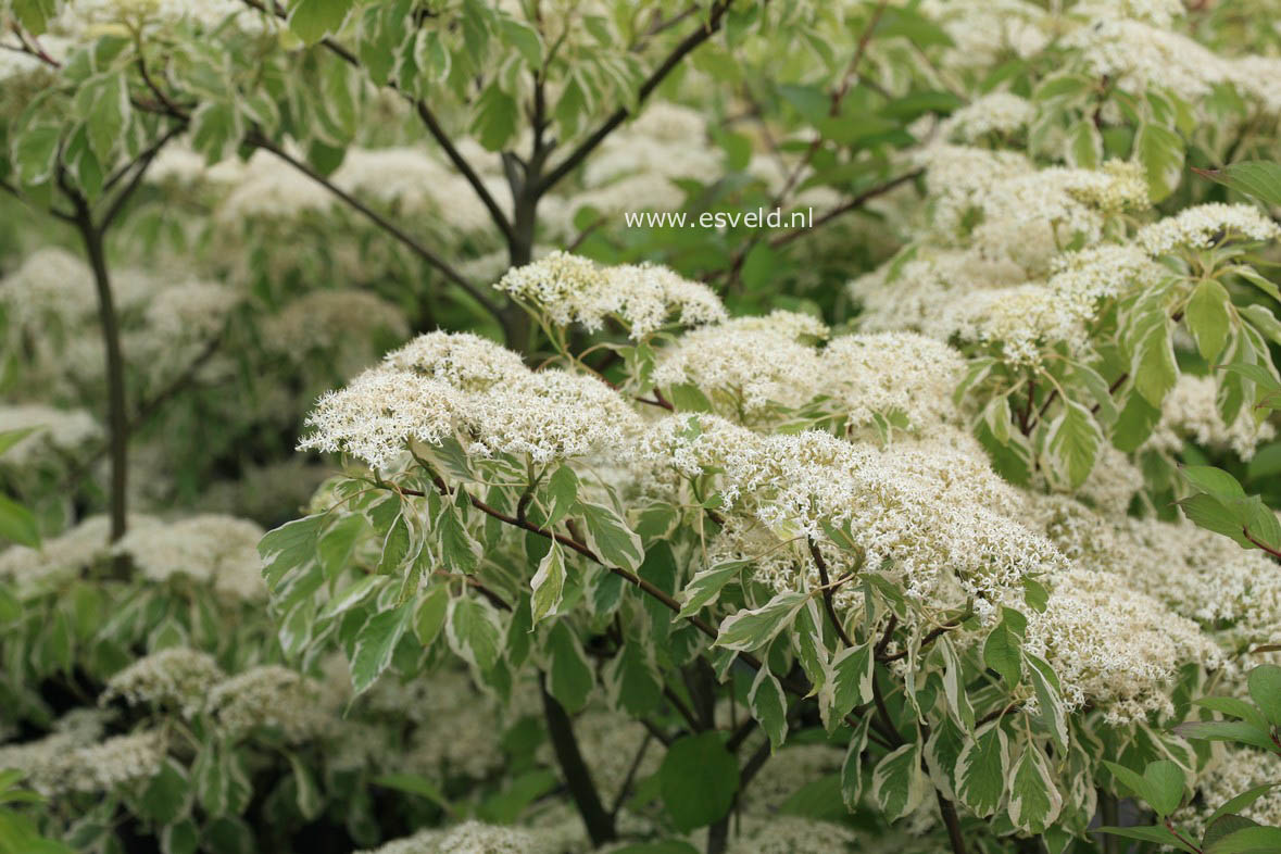 Cornus controversa 'Variegata'