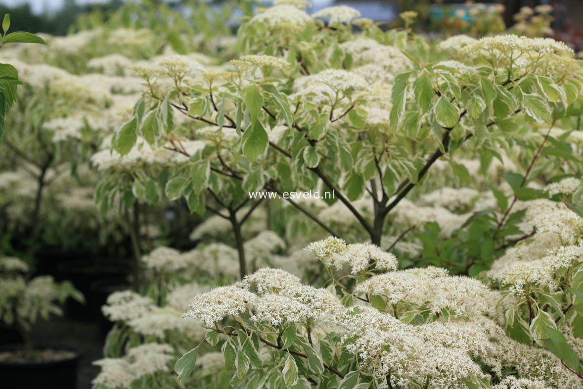 Cornus controversa 'Variegata'