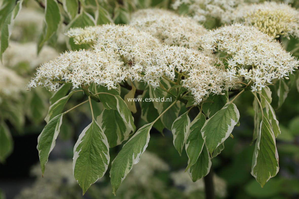 Cornus controversa 'Variegata'