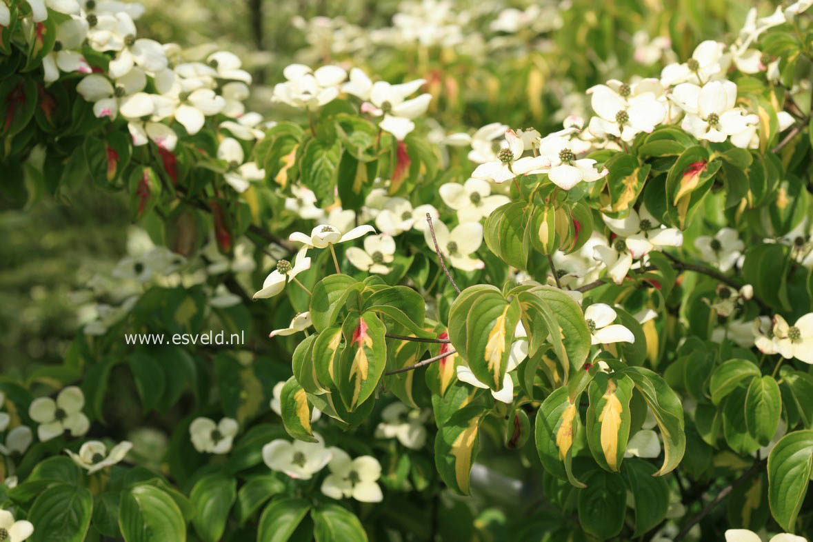 Cornus kousa 'Gold Star'