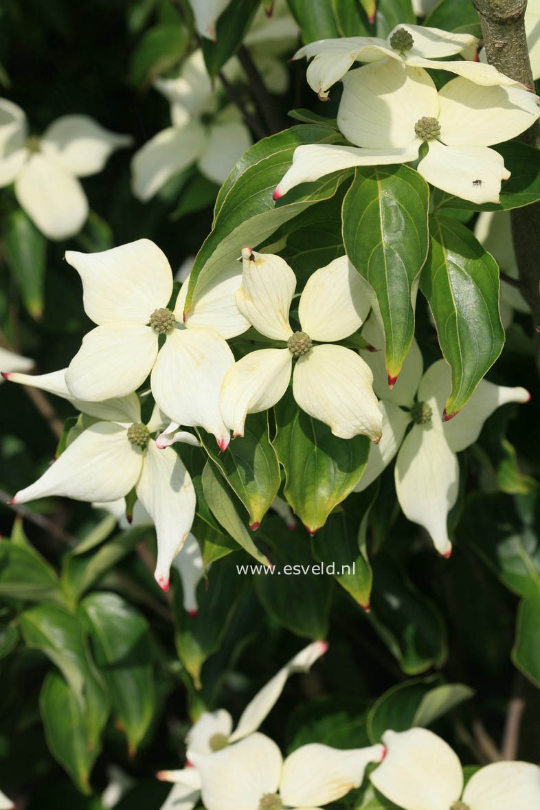 Cornus kousa