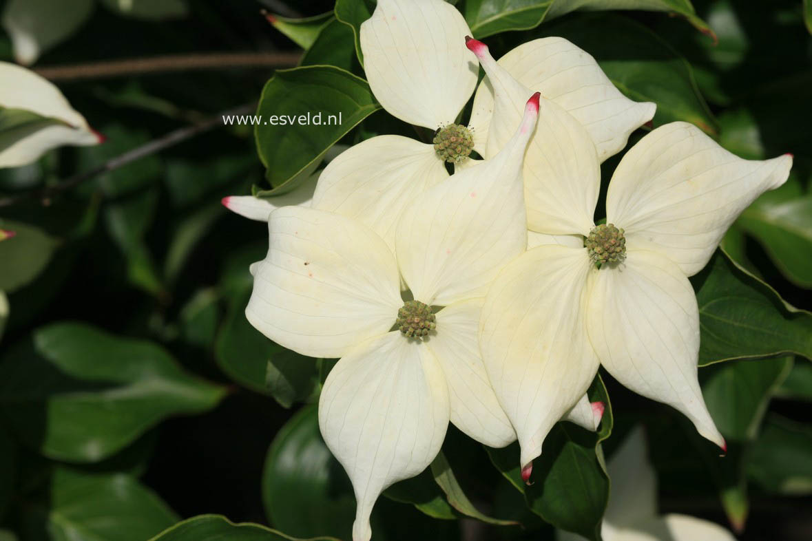 Cornus kousa