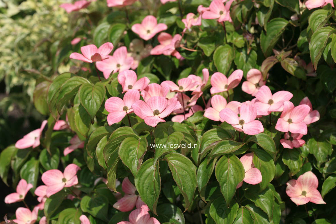 Cornus kousa 'Satomi'