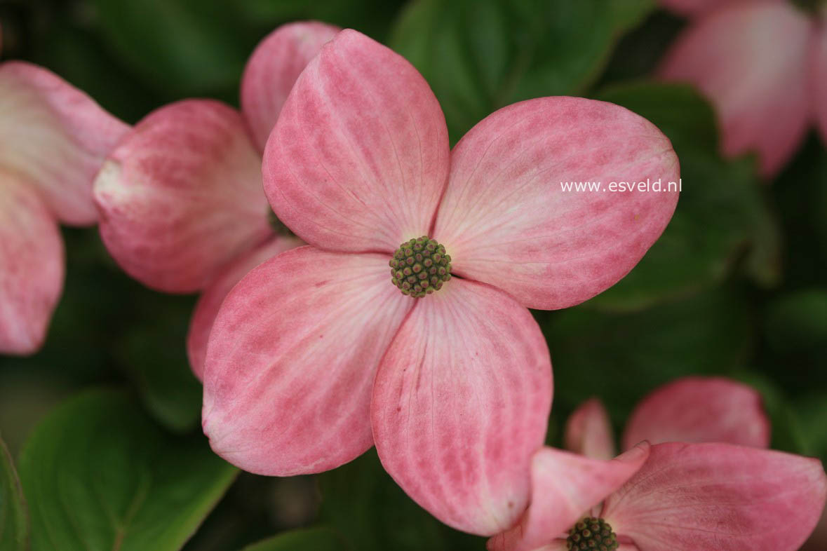 Cornus kousa 'Satomi'