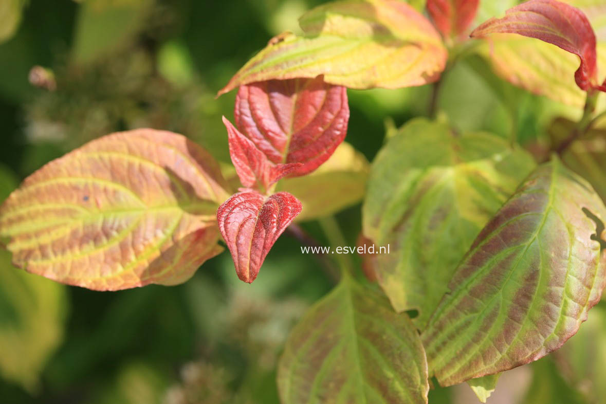 Cornus alternifolia 'Yellow Spring'