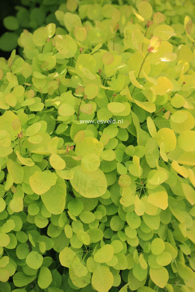 Cotinus coggygria 'Ancot' (GOLDEN SPIRIT)