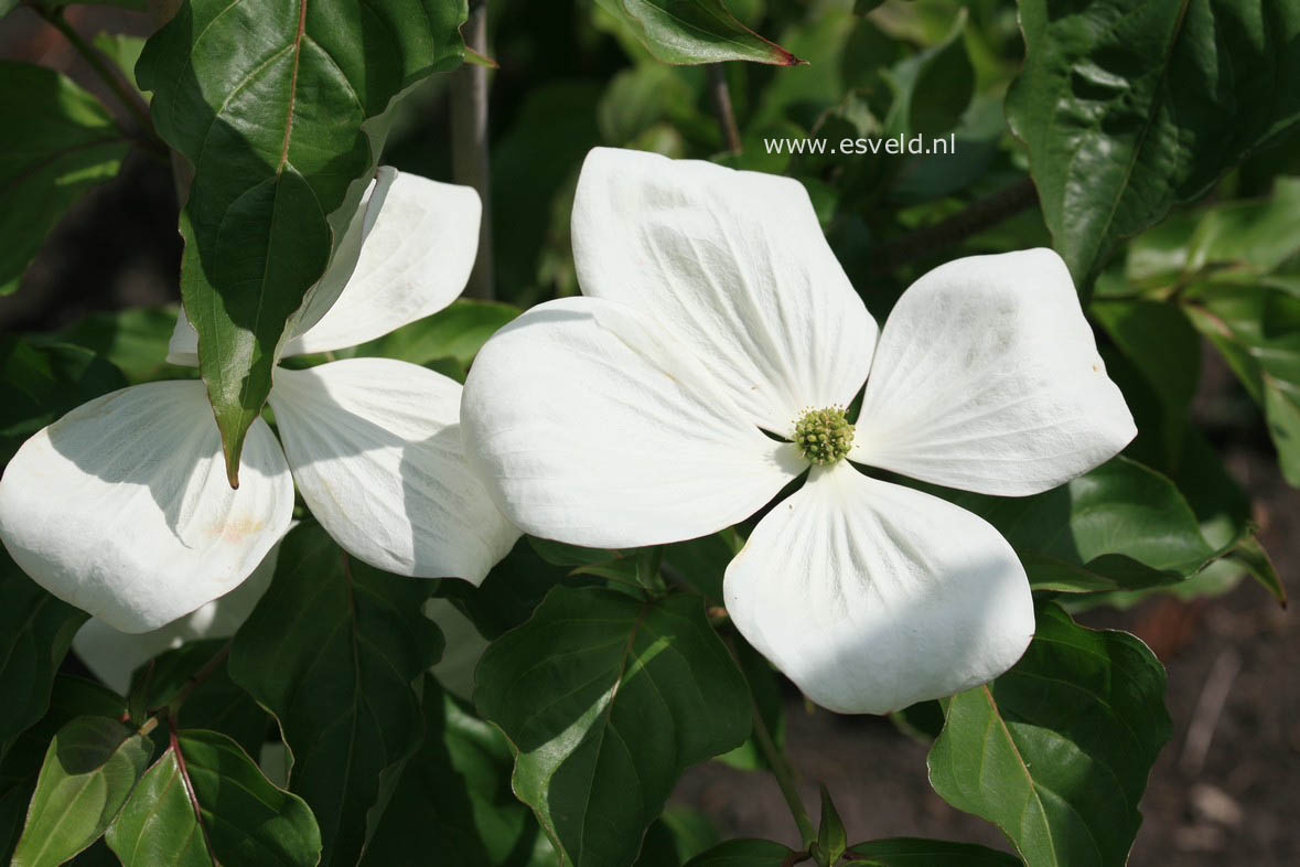 Cornus 'KN-30-8' (VENUS)