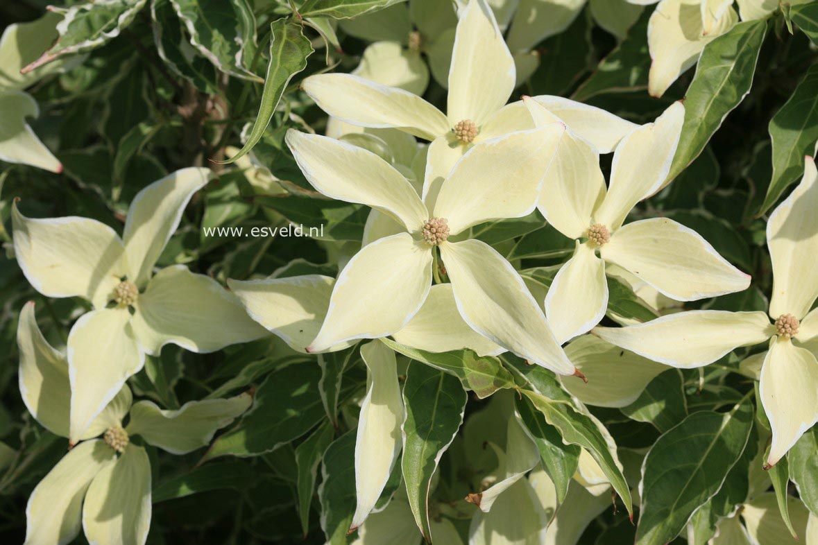 Cornus kousa 'Teresa'
