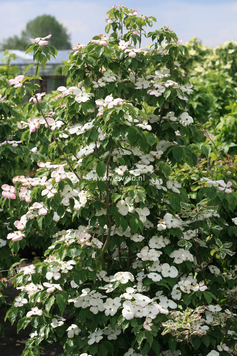 Cornus 'Rutdan' (CELESTIAL / GALAXY)