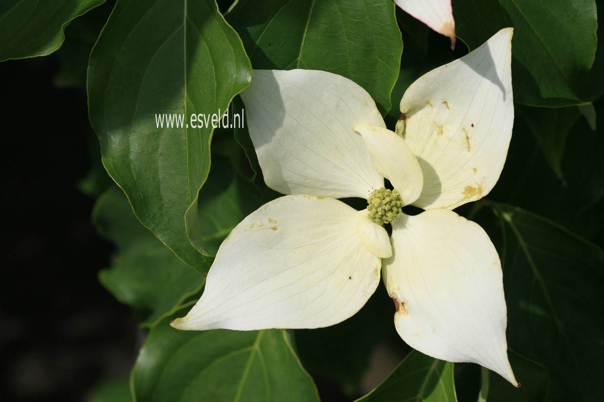 Cornus kousa 'Galzam' (GALILEAN)