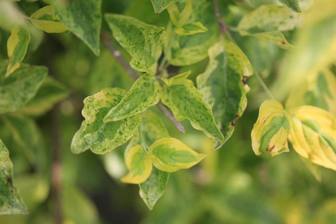 Cornus mas 'Aurea Elegantissima'
