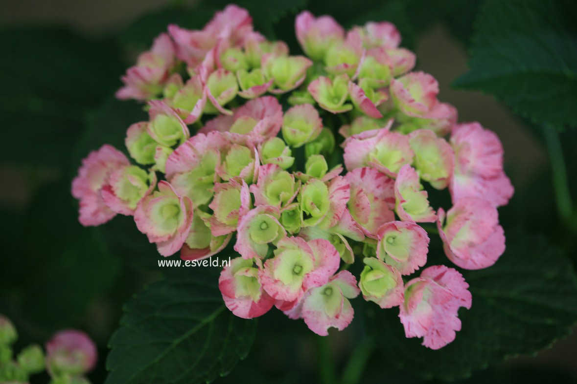 Hydrangea macrophylla 'Sweet Fantasy' (HOVARIA)