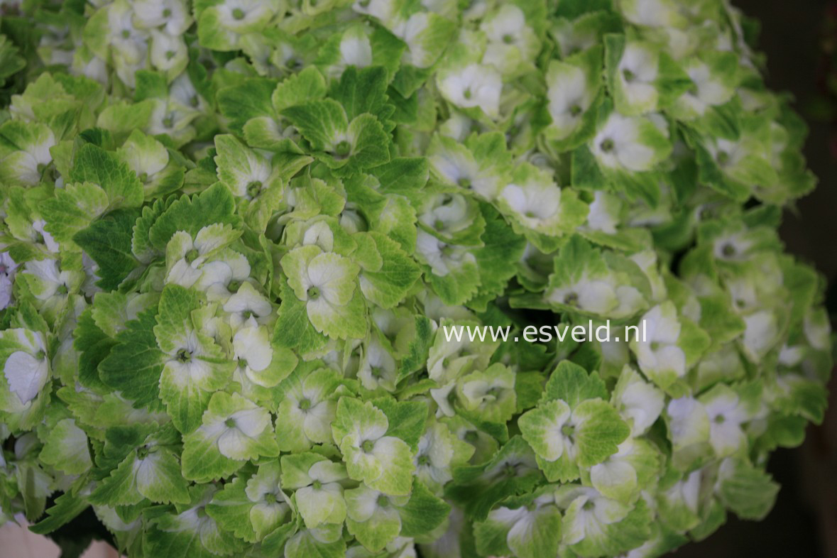 Hydrangea macrophylla 'Hokomano' (MAGICAL NOBLESSE)