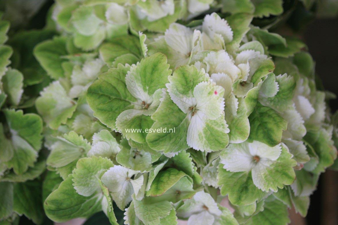 Hydrangea macrophylla 'Hortmawin' (MAGICAL WINGS)