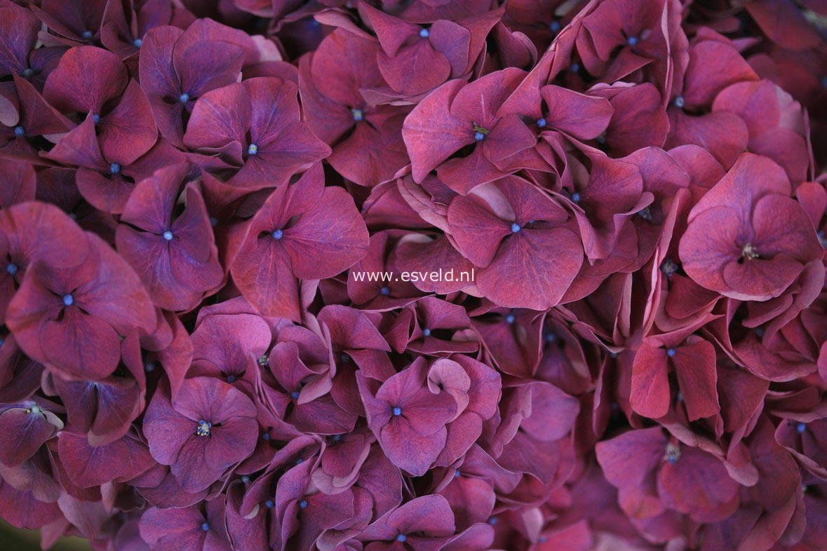 Hydrangea macrophylla 'Alpengluehn'