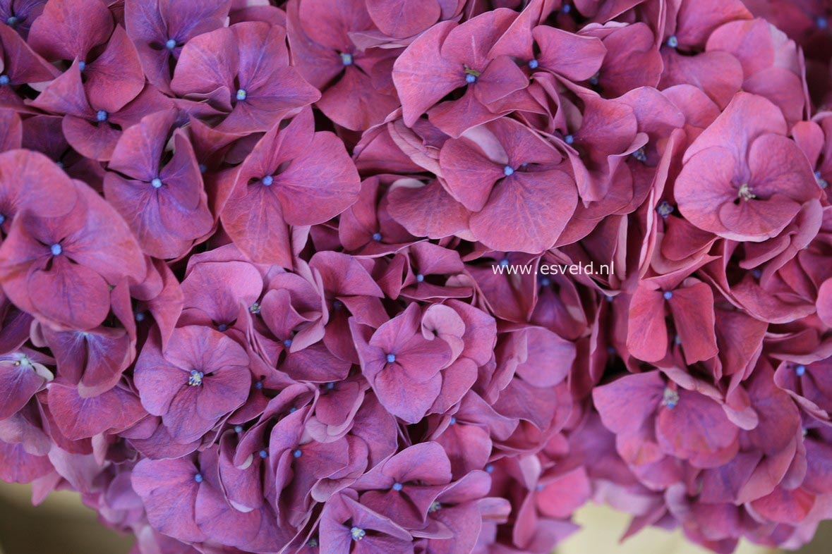 Hydrangea macrophylla 'Alpengluehn'