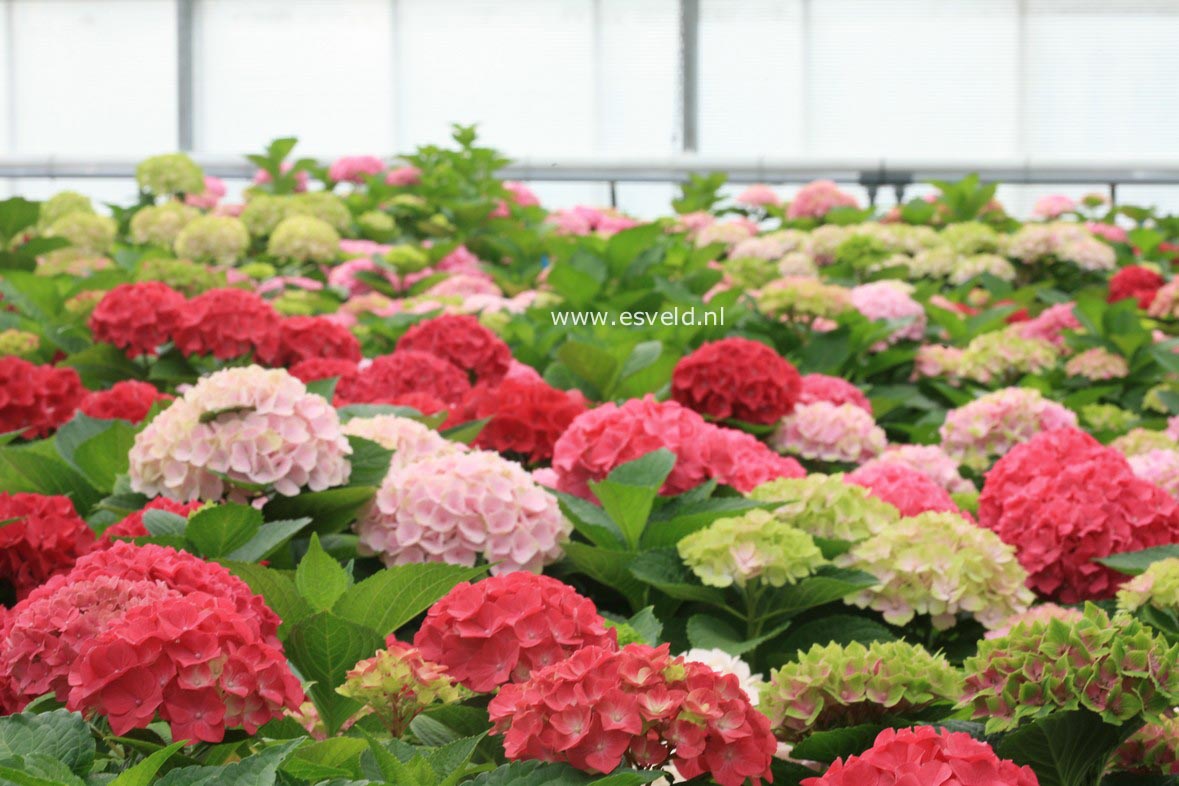 Hydrangea macrophylla