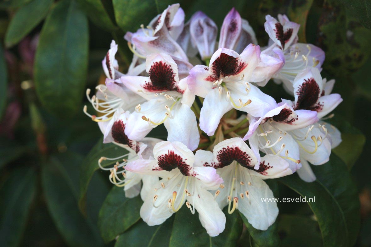 Rhododendron 'Sappho'