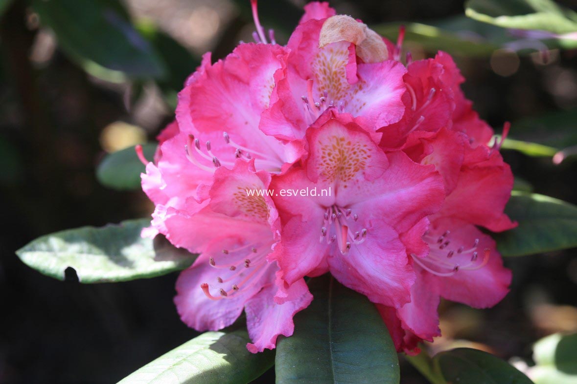 Rhododendron 'Lausitz'